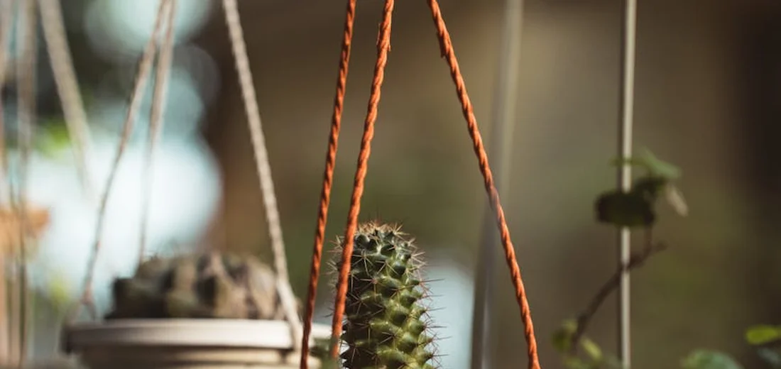 Close-up of a hanging succulent planter with braided cords and a small potted cactus; blurred background.