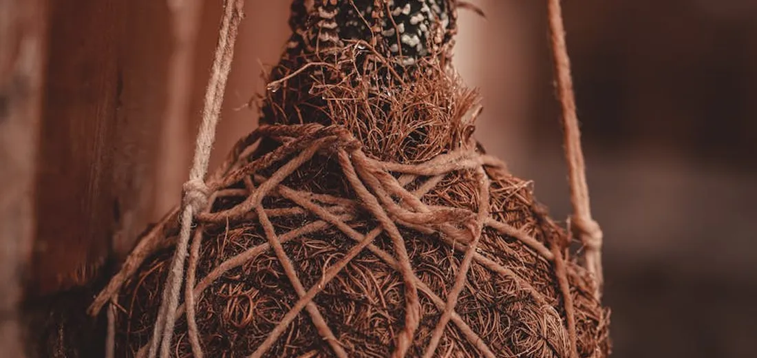 Close-up of a natural-fiber twine-wrapped hanging succulent planter with a visible root ball