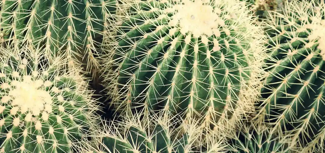 Close-up of densely spined barrel cacti with green ribbed bodies.