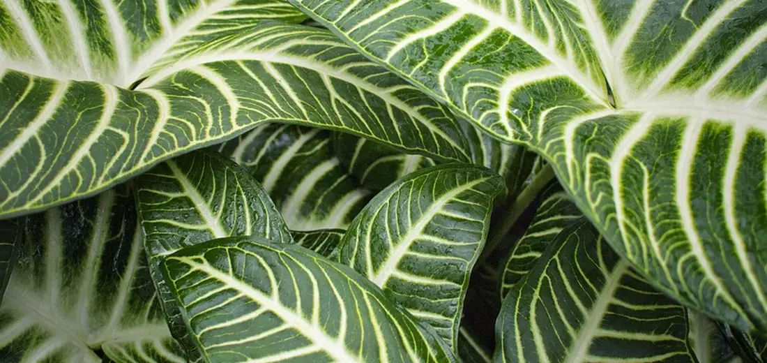 Close-up of Haworthia zebra plant leaves with green and white zebra-like veining.