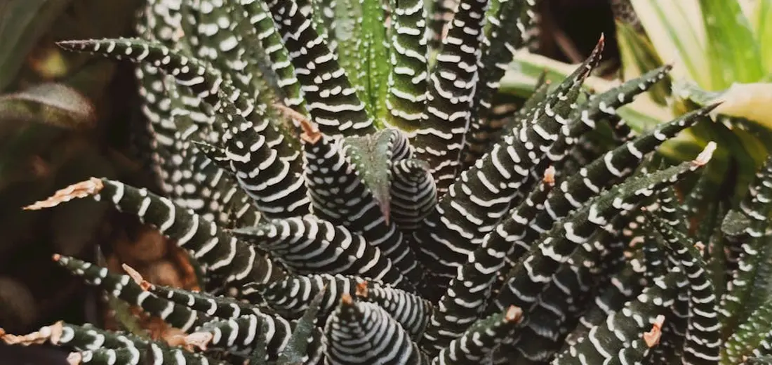 Close-up of a zebra haworthia succulent with striped, spiky leaves