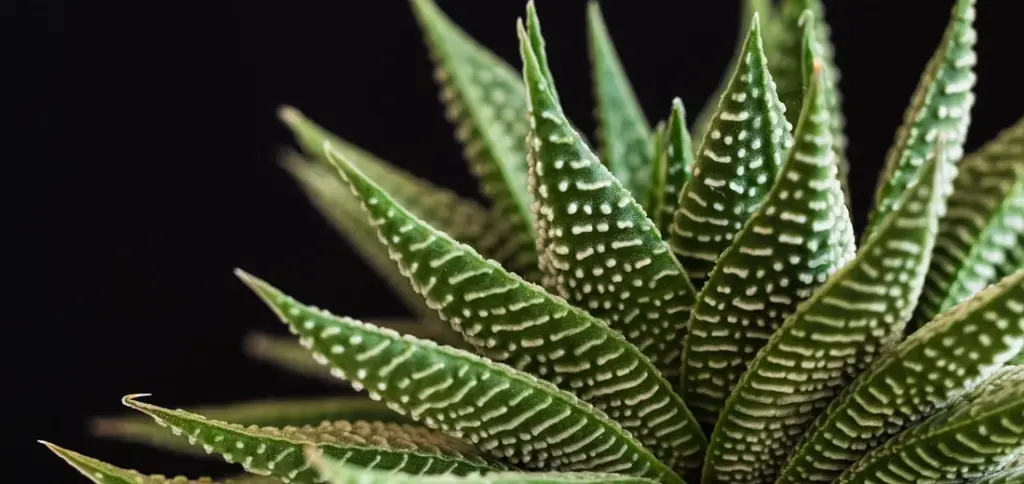 How to Identify Cacti vs Succulents: Key Differences