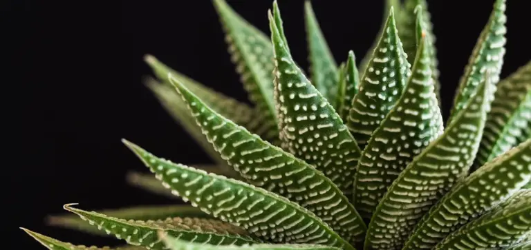 Close-up of a zebra haworthia succulent with green leaves and white horizontal stripes, illustrating a non-cactus succulent.