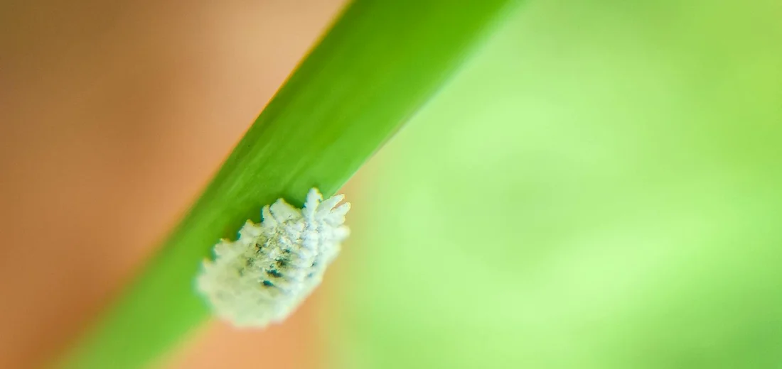 Close-up of a small white scale insect on a green plant stem