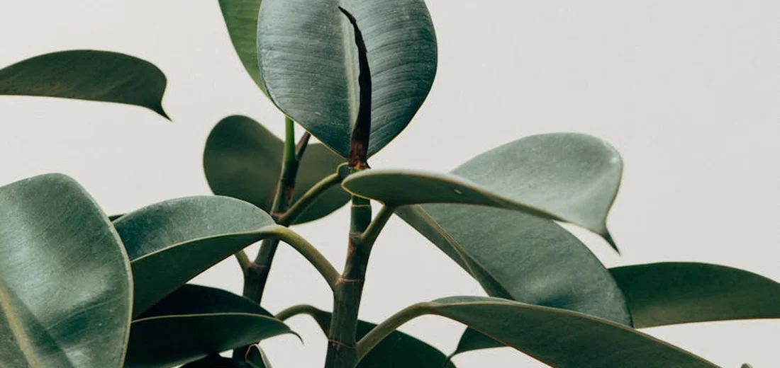 Close-up of a rubber plant (Ficus elastica) with broad, glossy green leaves against a light background.
