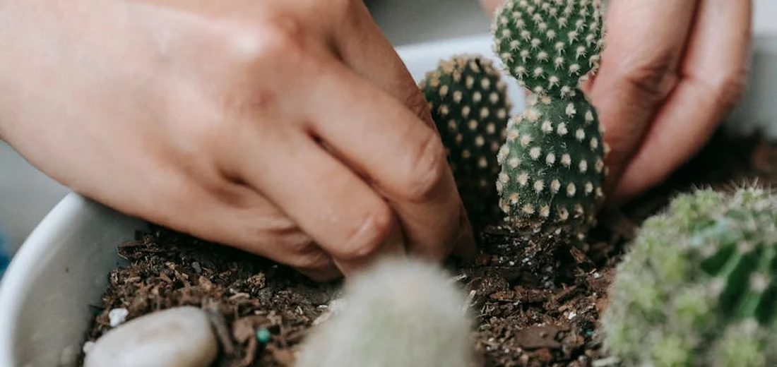 Close-up of hands tending to a cluster of small cactus and succulents in a pot, with soil and pebbles visible.