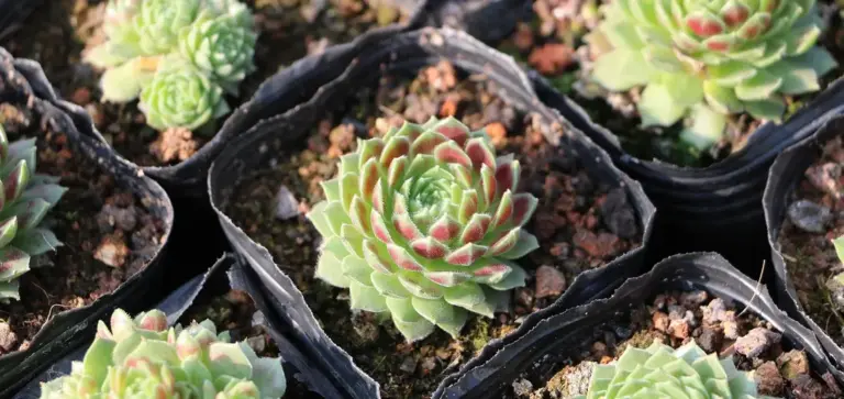 Close-up of green rosette-shaped Echeveria succulents in small black plastic pots, arranged in a grid with soil.