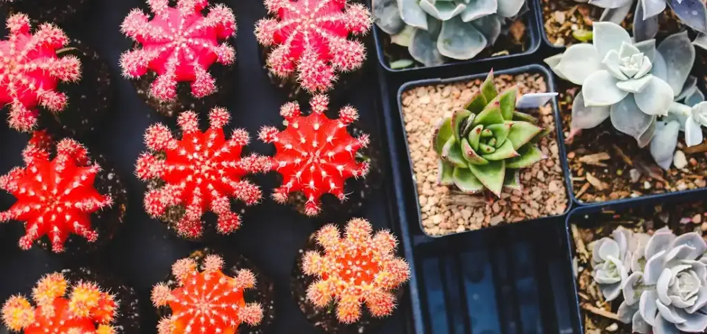 How to Create the Perfect Recovery Environment for a Stressed Plant