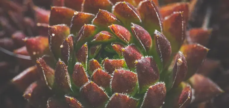 Close-up of a rosette succulent with red-tinted leaves