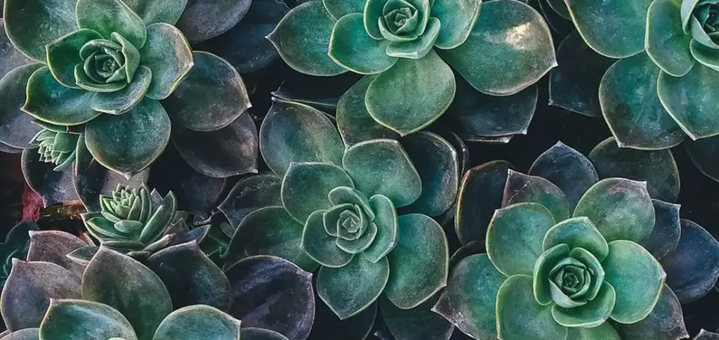 How to Propagate Specific Succulent Varieties