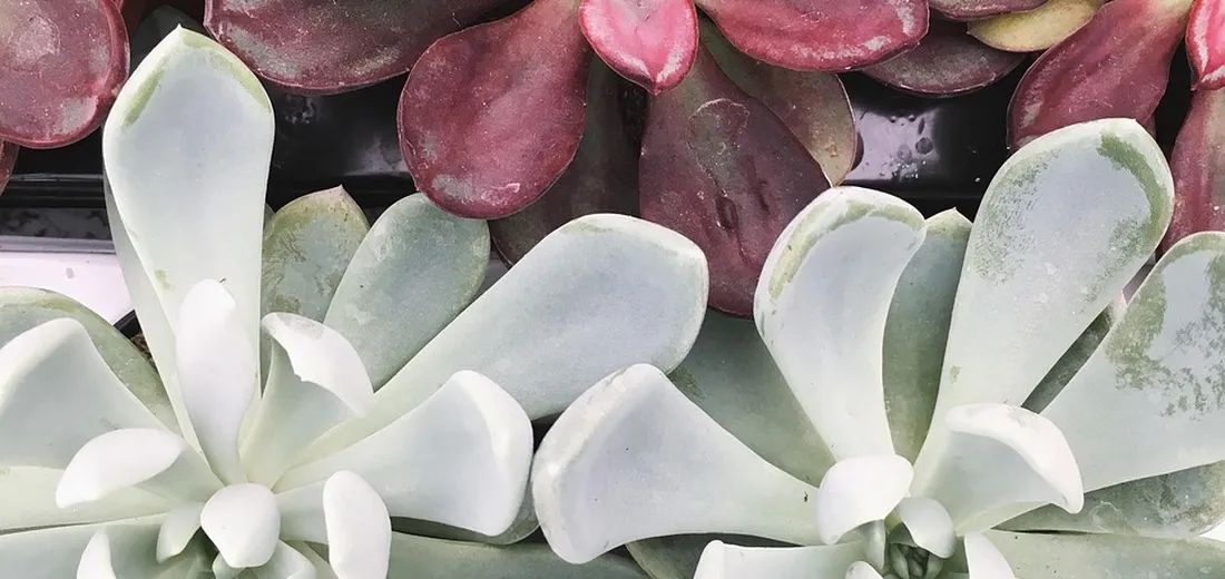 Close-up of succulent cuttings and leaves arranged for propagation, featuring pale green and pink-tinted rosettes.