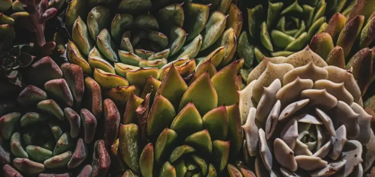 Close-up of a variety of rosette succulents in green, red, and gray tones