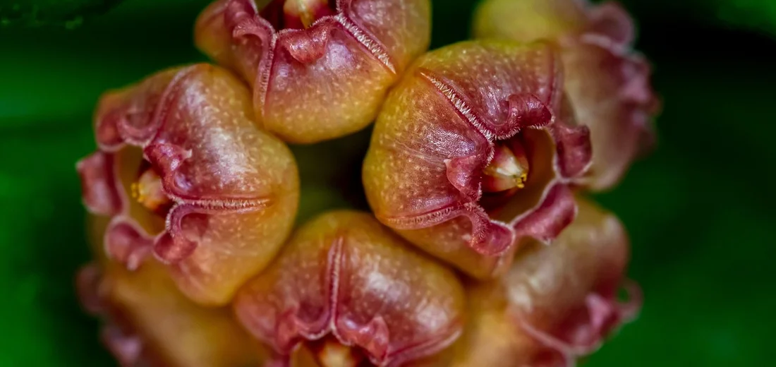 Close-up of a Hoya wax plant bloom cluster with pinkish-orange waxy petals