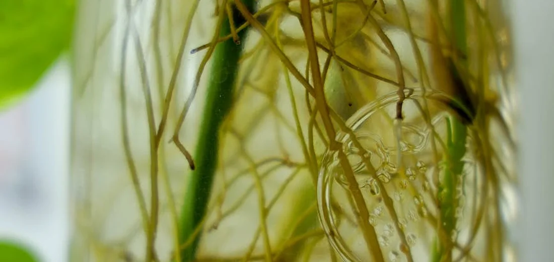 Close-up of succulent roots suspended in clear water inside a glass container, with green stems and leaves visible in the background.