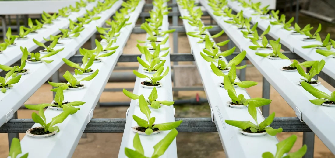 Rows of green seedlings growing in white hydroponic channels inside a greenhouse, demonstrating a home hydroponic setup.