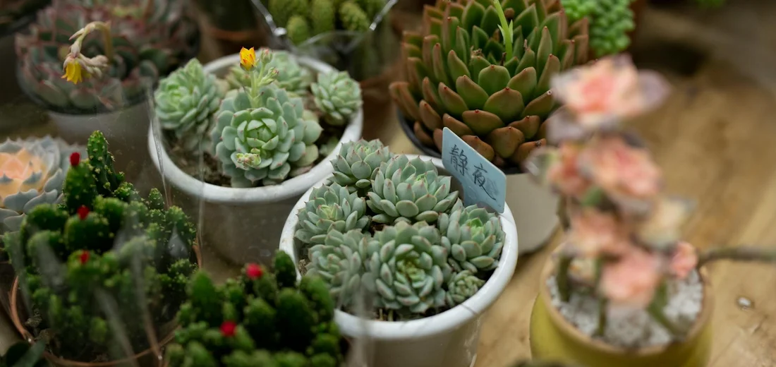 Assorted cacti and succulents in small pots, featuring rosette-shaped echeverias, spiky cacti, and trailing varieties.
