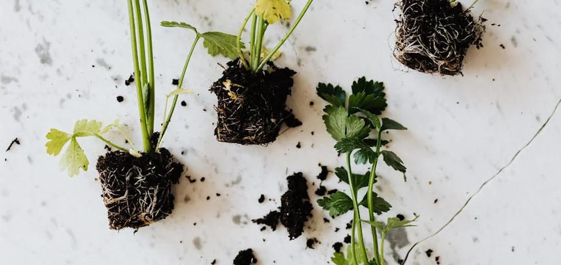 Small plant cuttings with exposed roots laid on a white surface, illustrating careful root handling for repotting