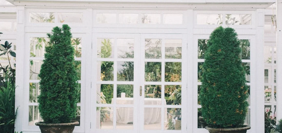 Two tall, columnar evergreen shrubs in pots placed in front of white-framed glass doors in a sunlit conservatory.