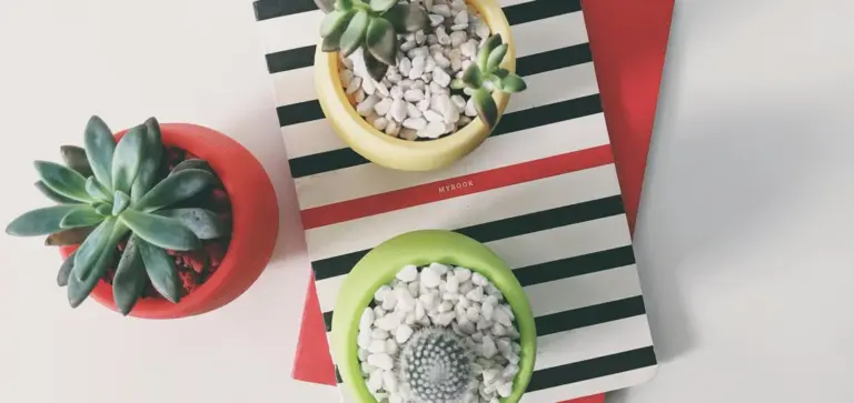 Flat lay of several succulents in colorful pots (red, yellow, green) on a white surface with a black-and-white striped notebook and pebbles.