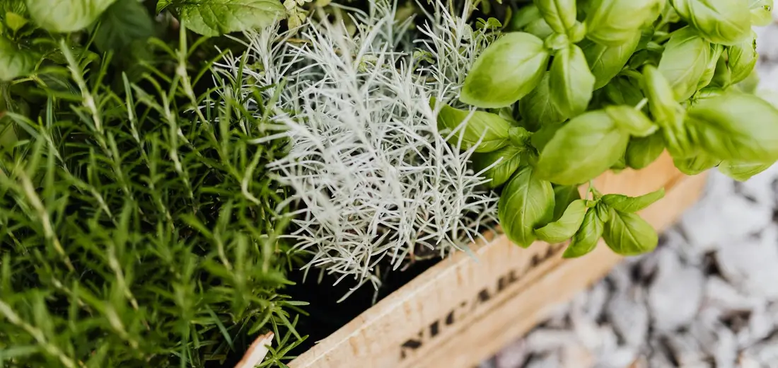 A wooden crate holding a variety of herbs, including rosemary, dusty miller, and basil, with a gravel background.