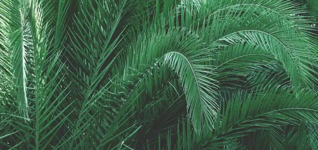 Close-up of lush green palm fronds indoors