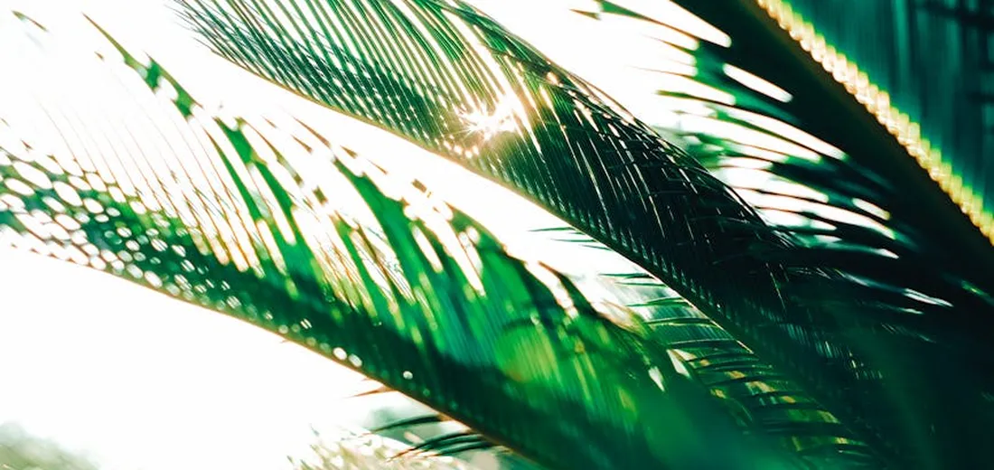 Close-up of vibrant green palm fronds with sunlight filtering through