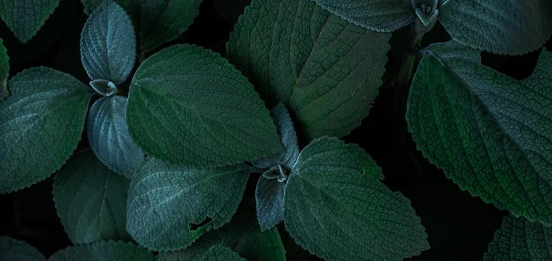 Close-up of dark green, textured indoor plant leaves ready to be cleaned.