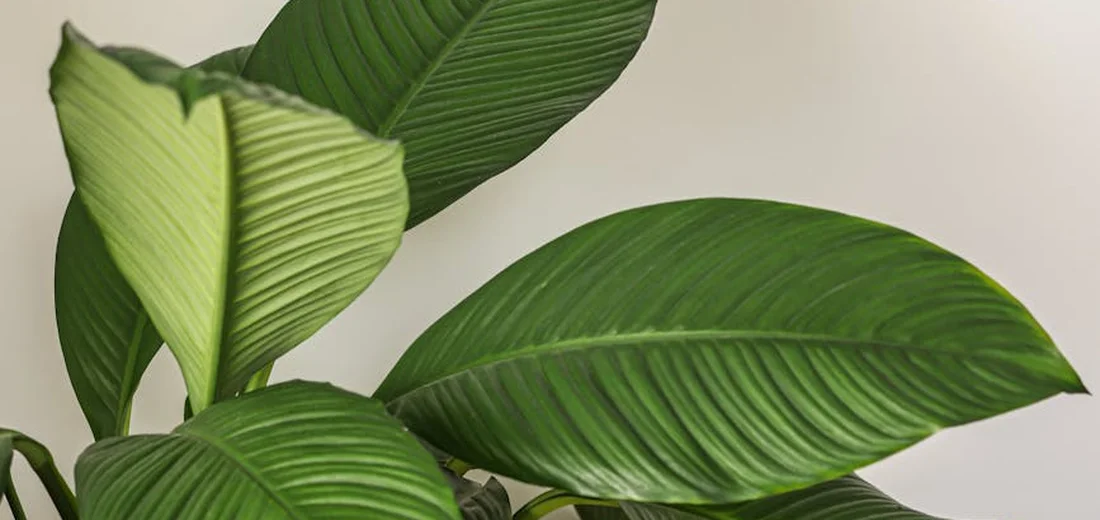 Close-up of glossy green indoor plant leaves with prominent veins