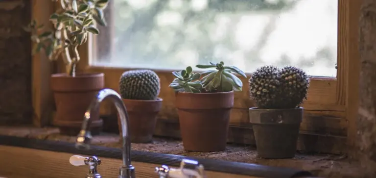 Four small potted succulents and cacti on a sunlit windowsill above a sink, illustrating indoor plants placed according to light.