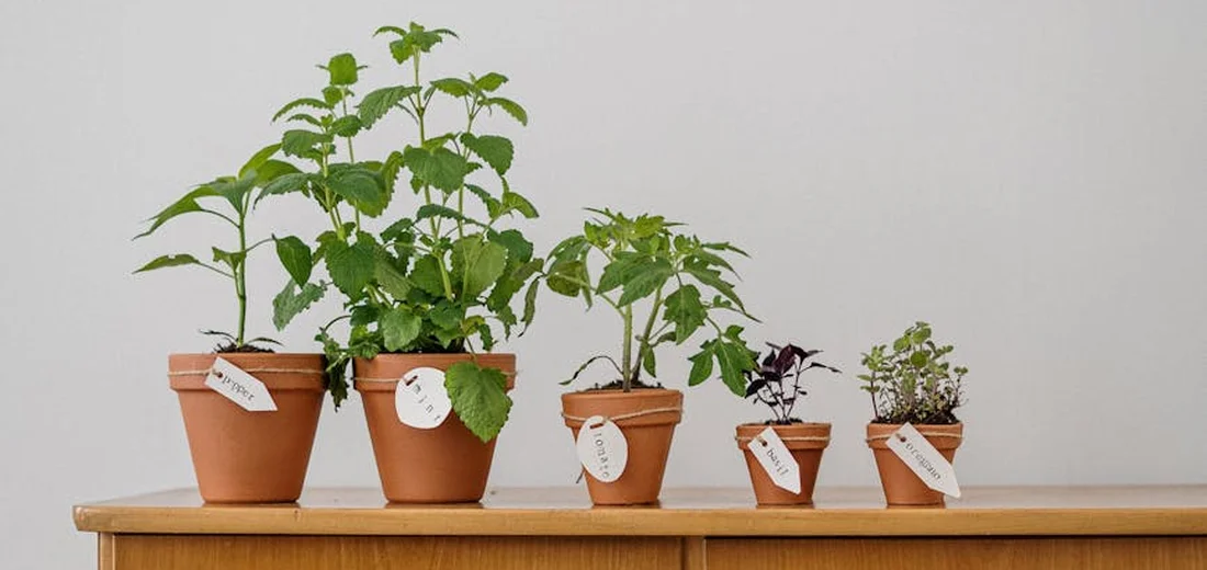 Line of potted indoor plants on a wooden table, illustrating the arrangement and sizing considerations for grow lights