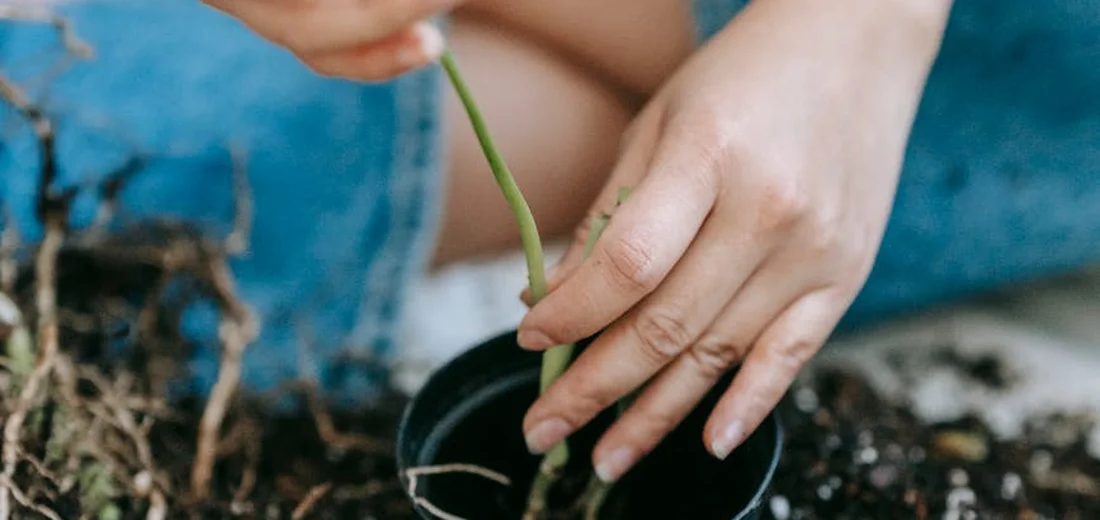 Hands repotting an indoor plant into a small pot with fresh soil