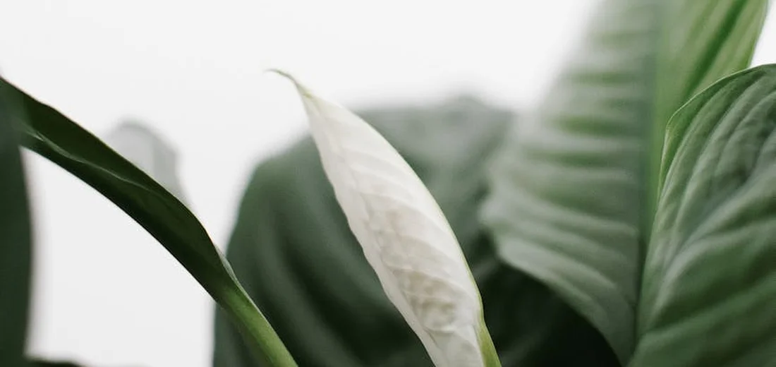 Close-up of indoor plant leaves, with lush green foliage and a pale cream leaf in the foreground.