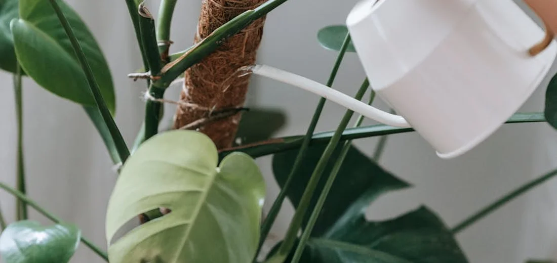 Close-up of a green leafy indoor plant with a white object in the background.