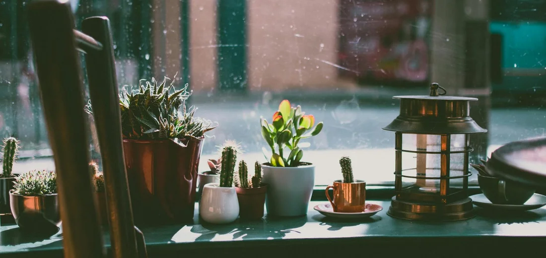 Sunlit windowsill with a diverse mix of potted indoor plants, including succulents and cacti, and a decorative lantern.