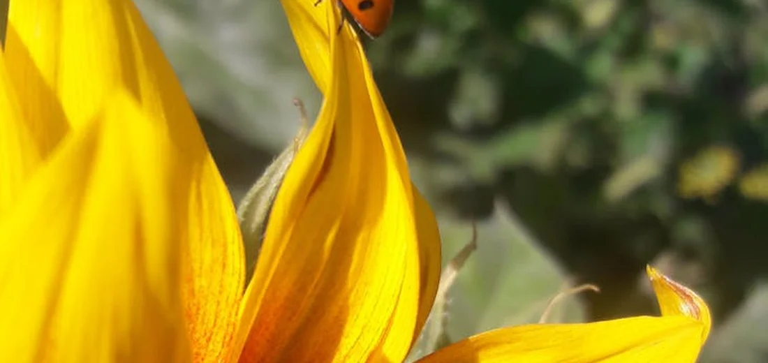 Close-up of a vibrant yellow flower with a small red ladybug perched on the petal.