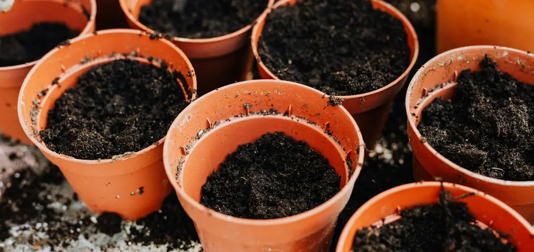 Close-up of several terracotta pots filled with dark potting soil.