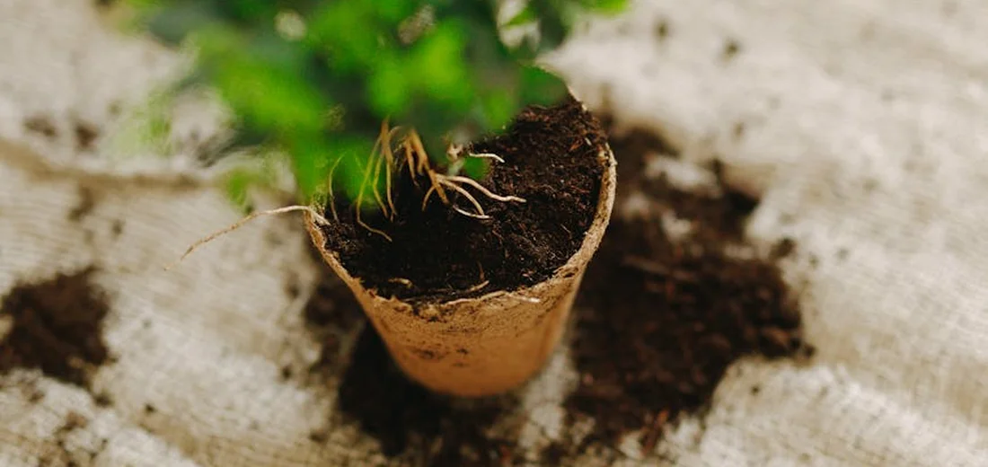 Close-up of a small plant with exposed roots in a paper pot resting on soil, illustrating soil and root issues.