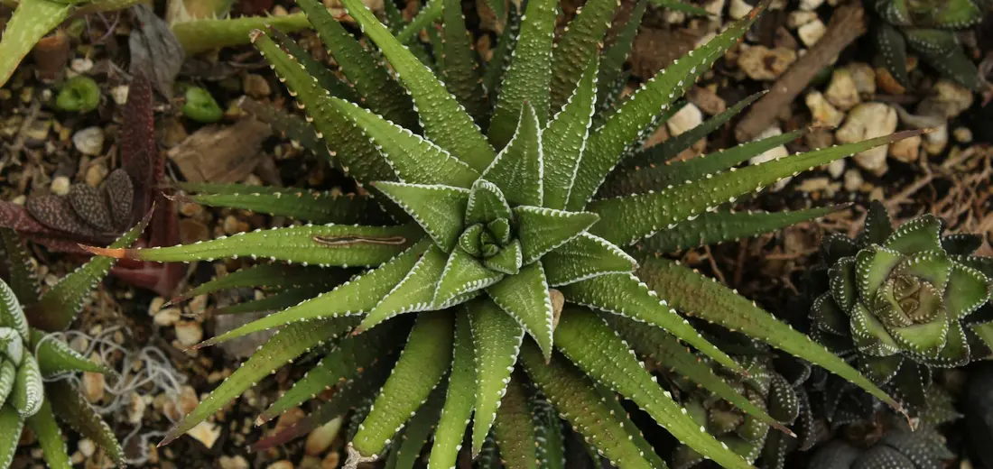 Close-up of green succulent rosettes with spiky leaves, arranged among small rocks.