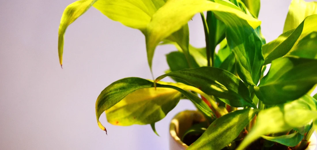 Close-up of a variegated green and yellow indoor plant in a pot