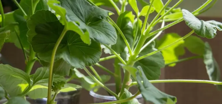 Lush green leaves and stems of an indoor plant bathed in natural light