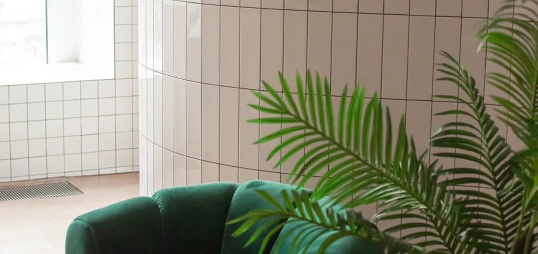 Indoor green plant with large, glossy leaves next to a white tiled wall and a window.