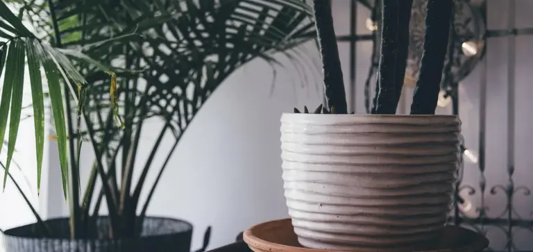 A ribbed white pot with a tall indoor plant sits on a wooden stand, with lush green plants in the background.