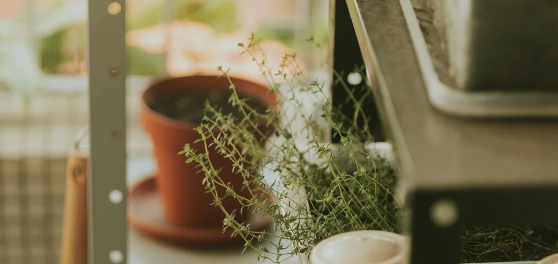Small potted plant on a shelf near a window with natural light