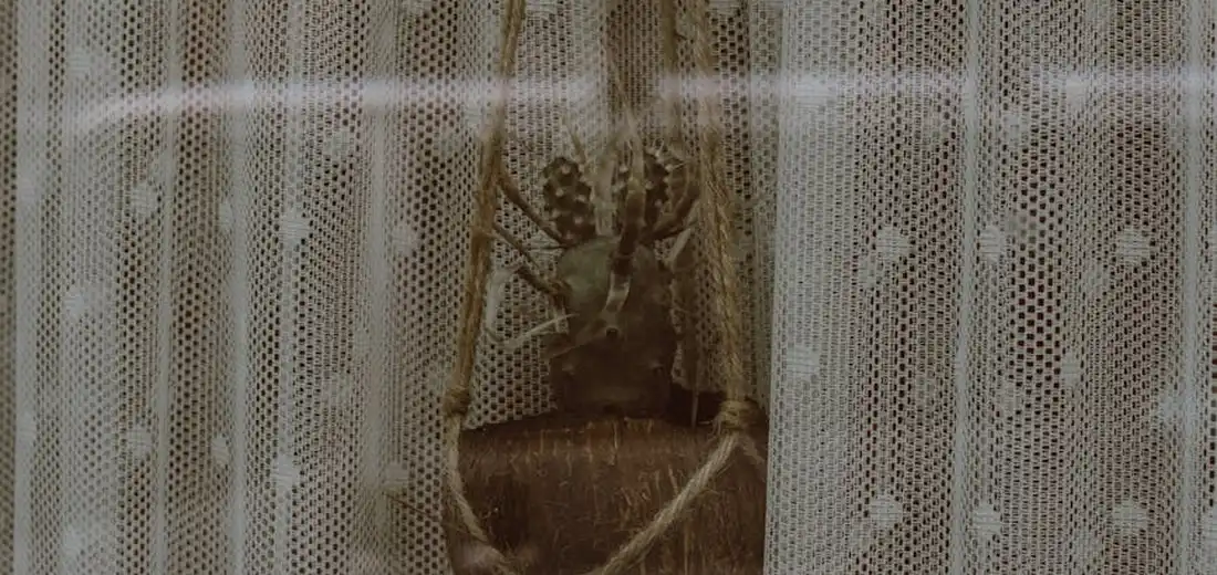 A hanging plant in a pot viewed through a white lace curtain, with the plant's pot and hanging hardware faintly visible.