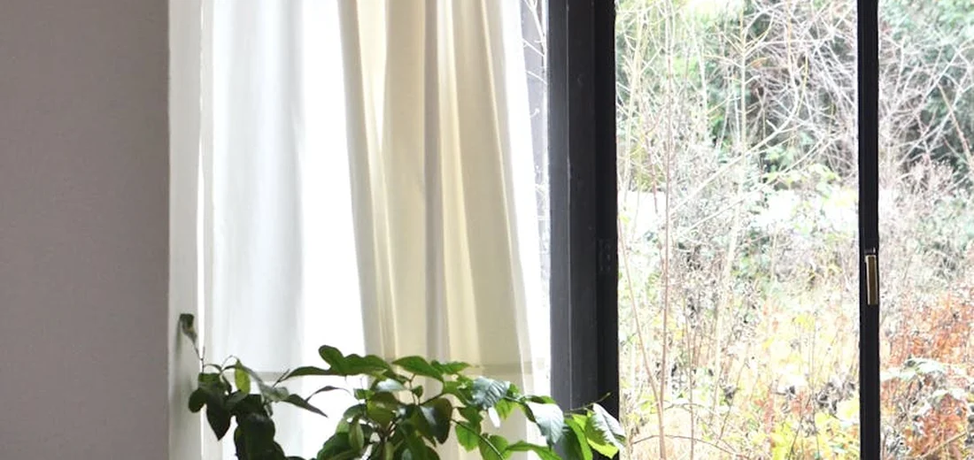Indoor leafy plant on a windowsill with sheer white curtains and natural light.