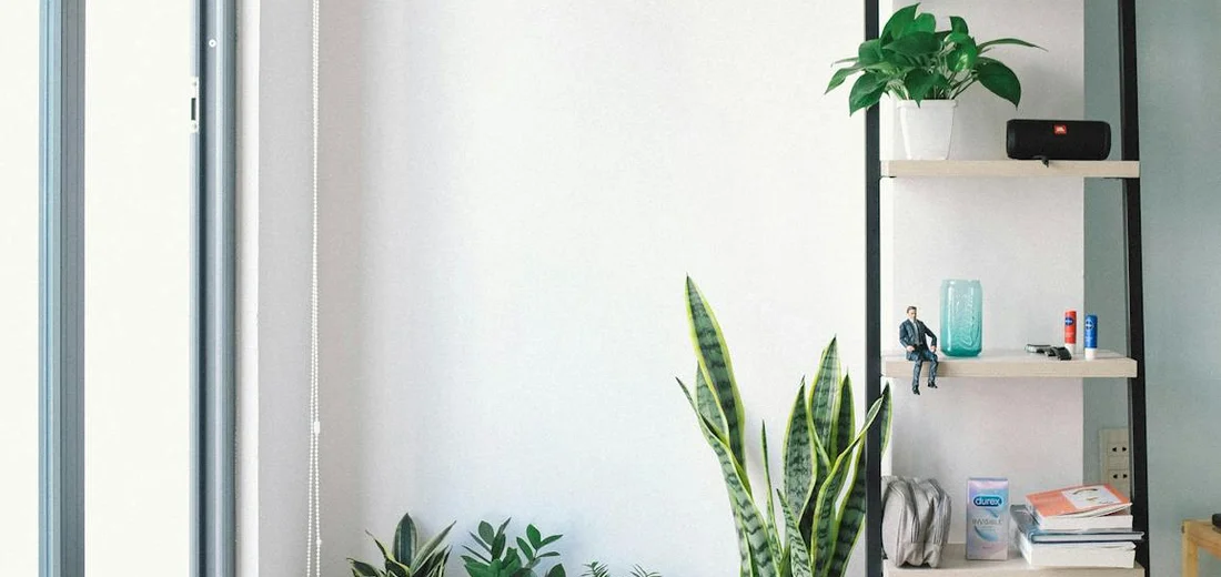 Indoor corner with a shelf of houseplants, including a tall snake plant and smaller plants, near a window on the left