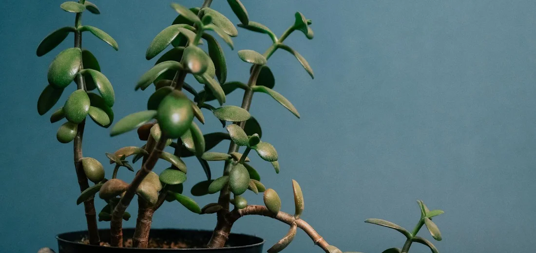 A jade plant with elongated stems and sparse rounded leaves in a pot against a blue background