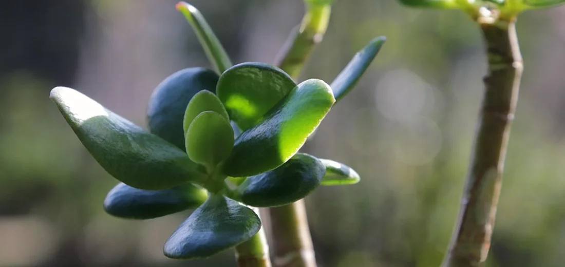 Close-up of Crassula ovata (jade plant) with thick, glossy green leaves on a woody stem