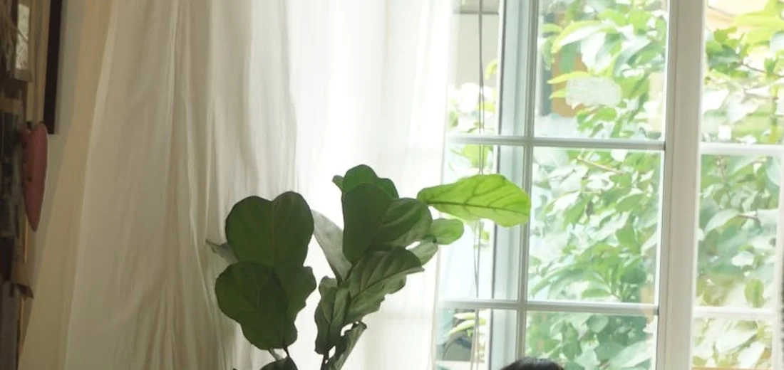 Crassula ovata (jade plant) with thick, glossy green leaves placed indoors by a sunlit window, framed by white curtains.