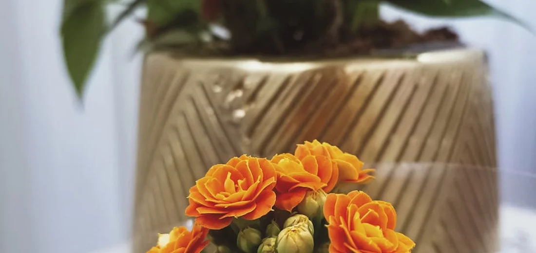 Bright orange Kalanchoe flowers in a decorative pot indoors